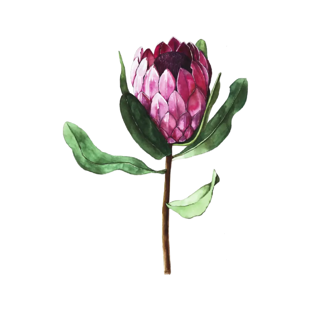 Protea : Sticker
