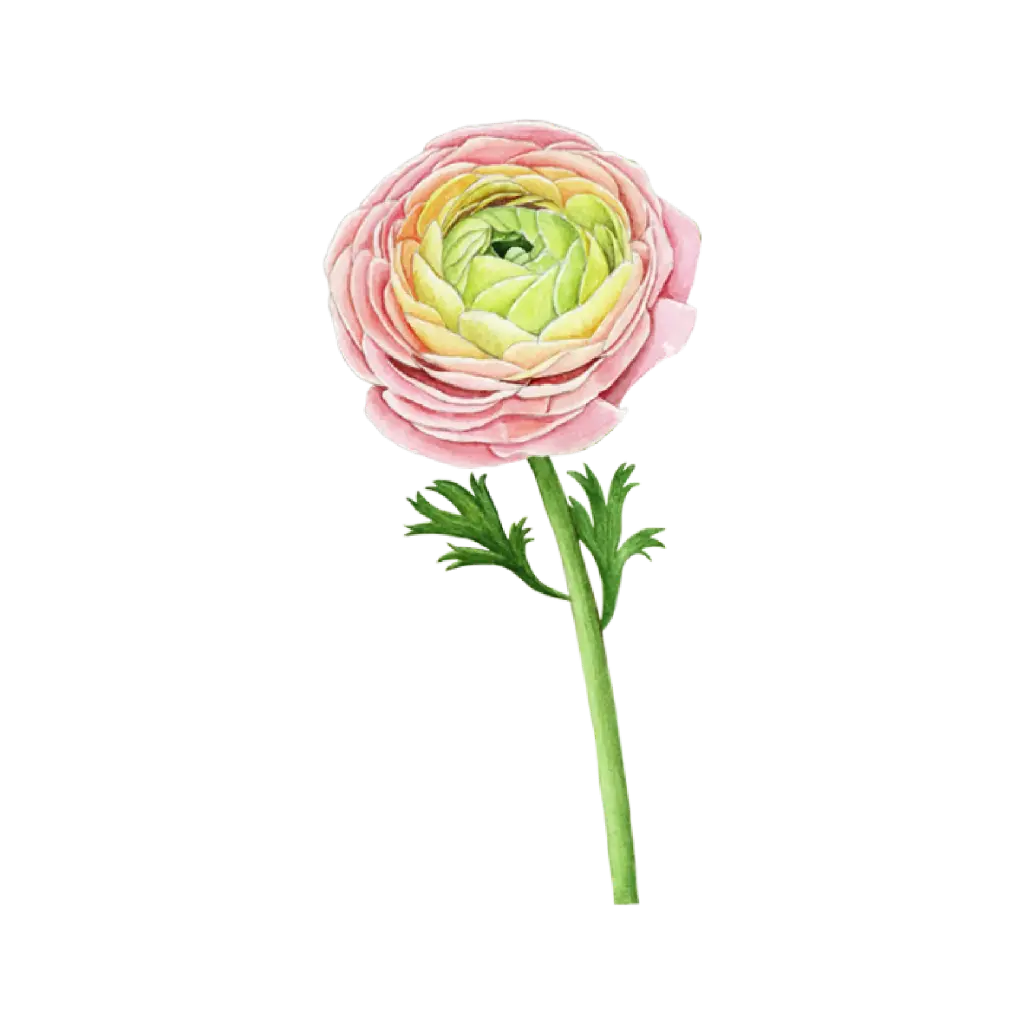 Ranunculus Pink Green : Sticker