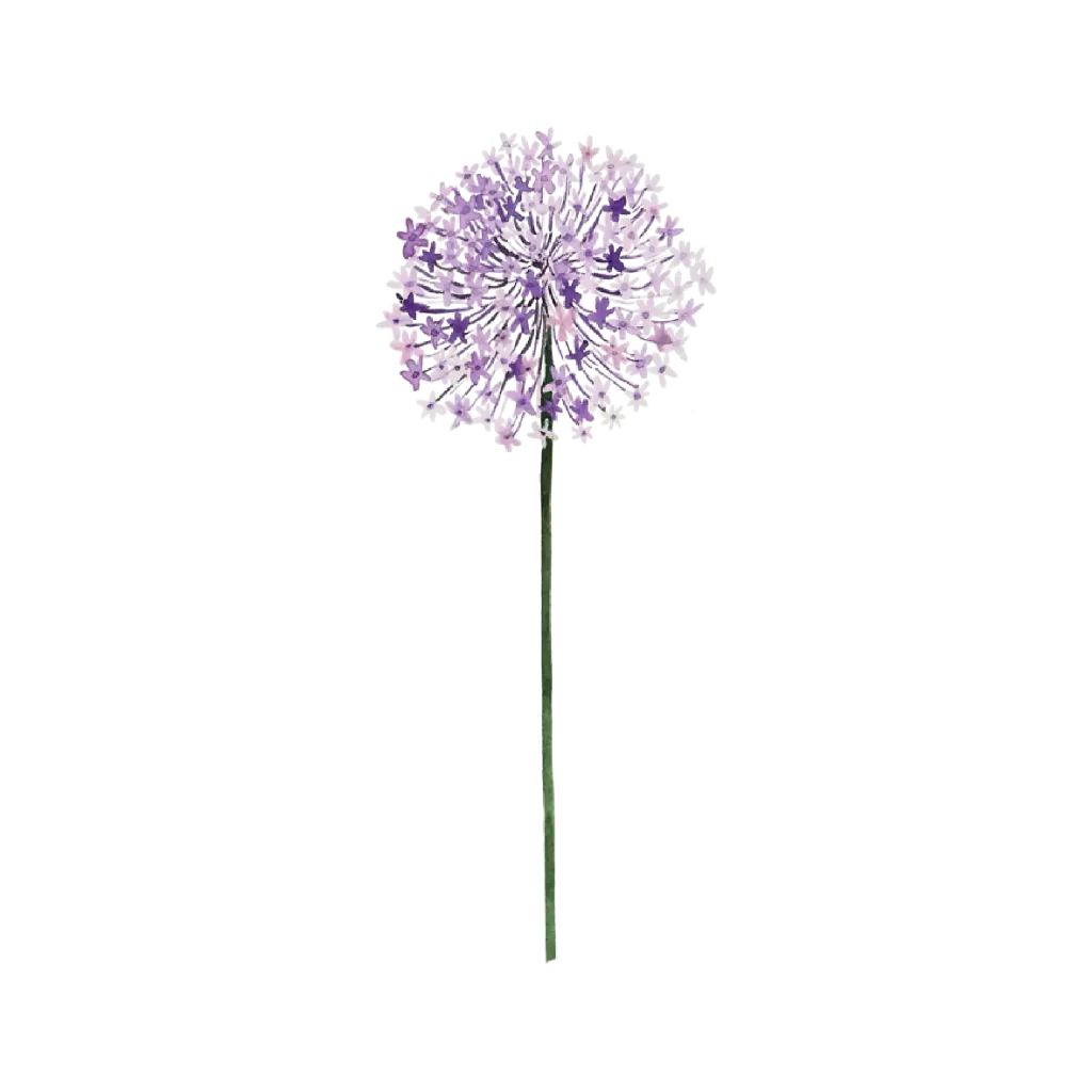 Allium : Sticker  