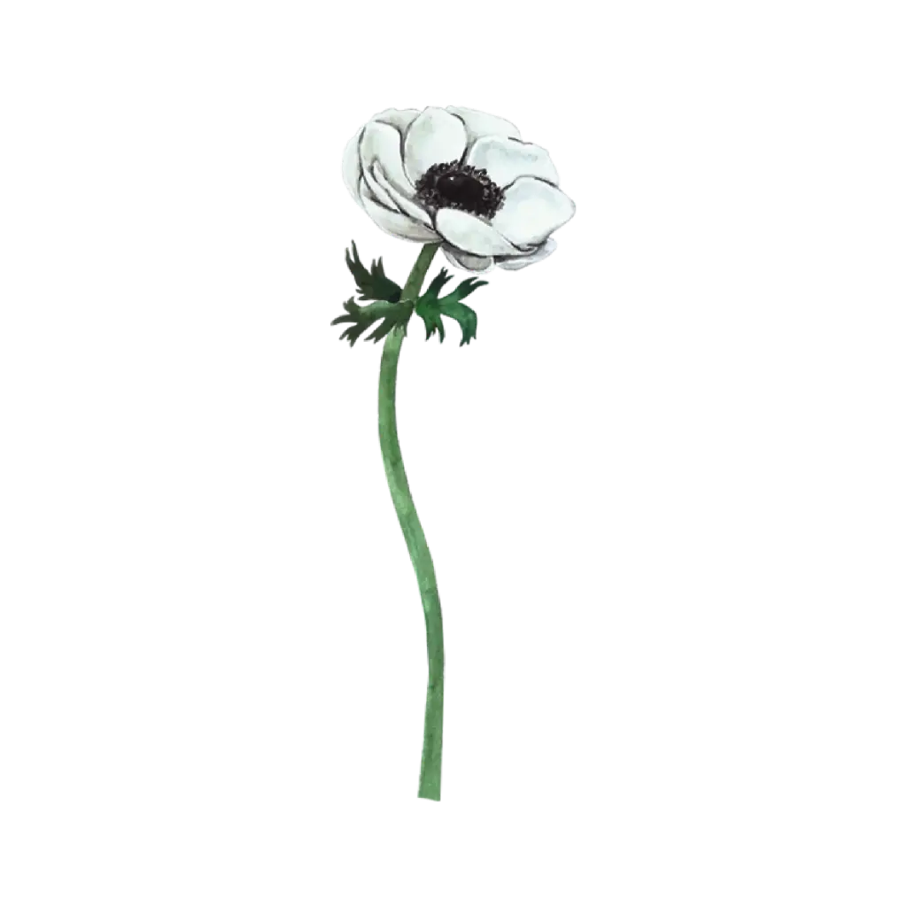  Anemone White  Front Right : Sticker    
