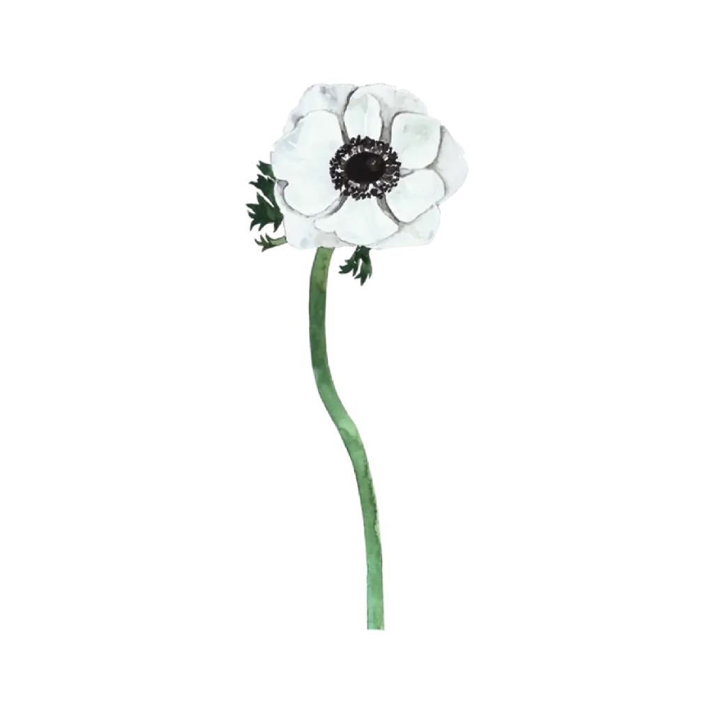  Anemone White Front Mid : Sticker     
