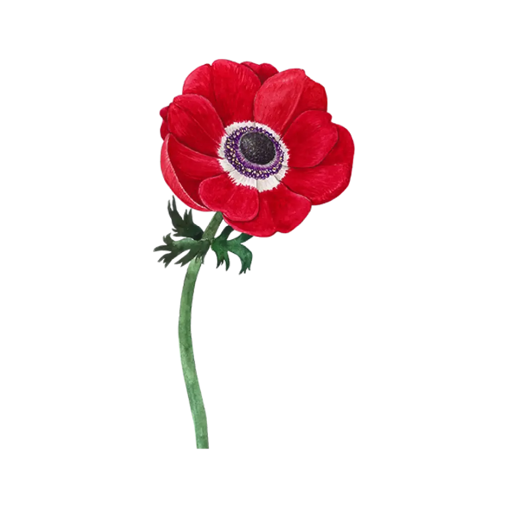  Anemone Red : Sticker      