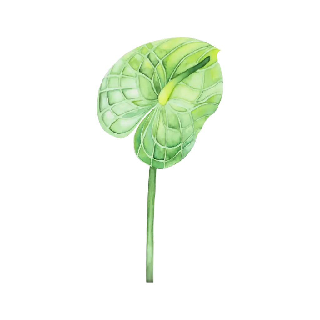  Anthurium Green : Sticker       
