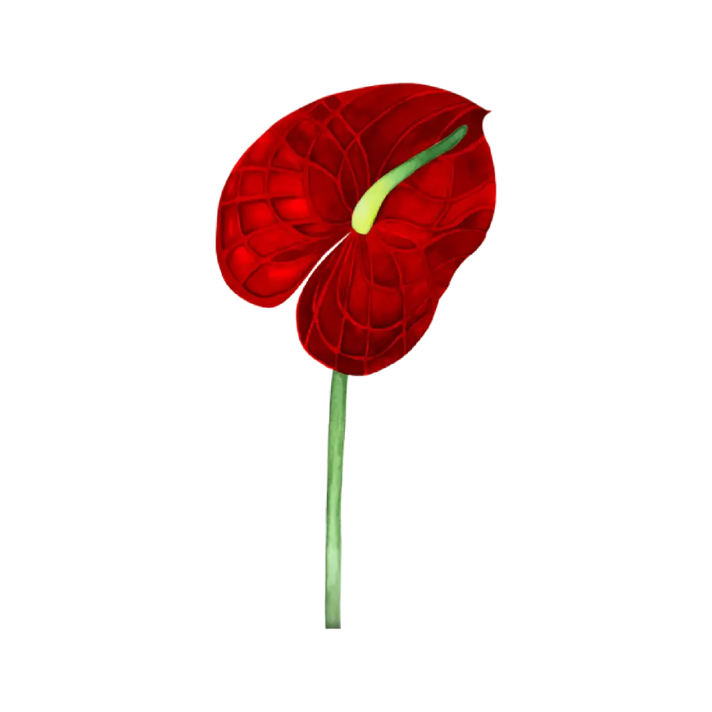  Anthurium Red : Sticker         