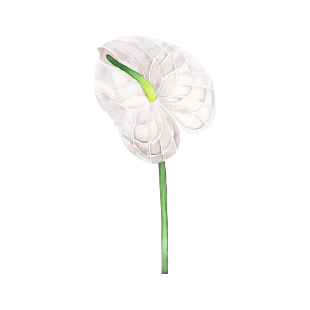 Anthurium White : Sticker          