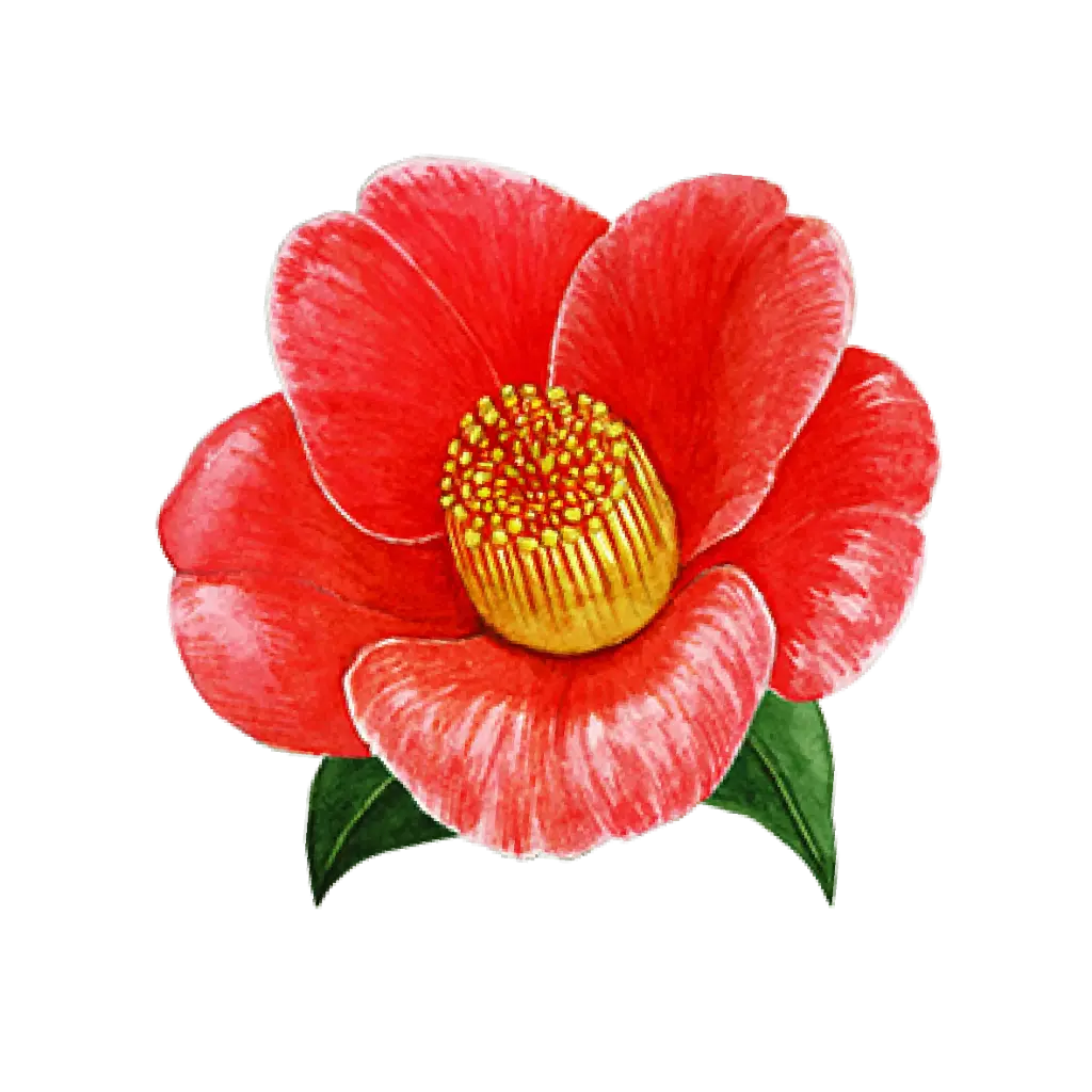 Camillia Red : Sticker
