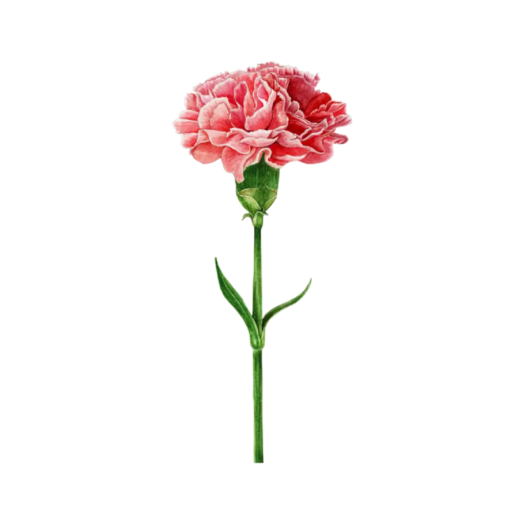 Carnation : Sticker              