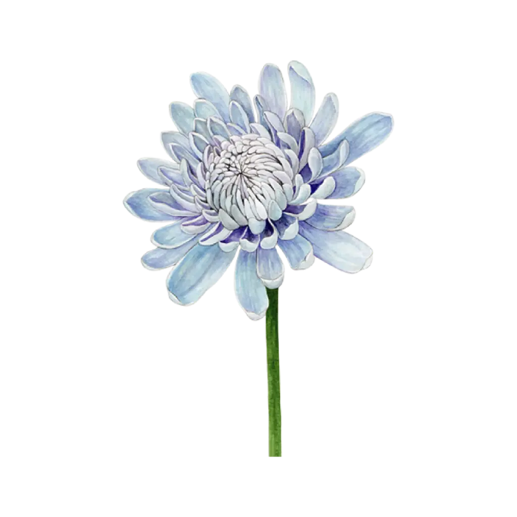 Chrysanthemum Blue : Sticker               