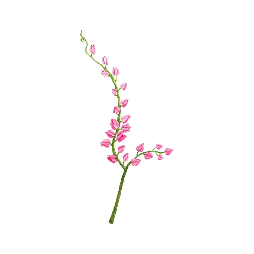  Coral Vine : Sticker                 