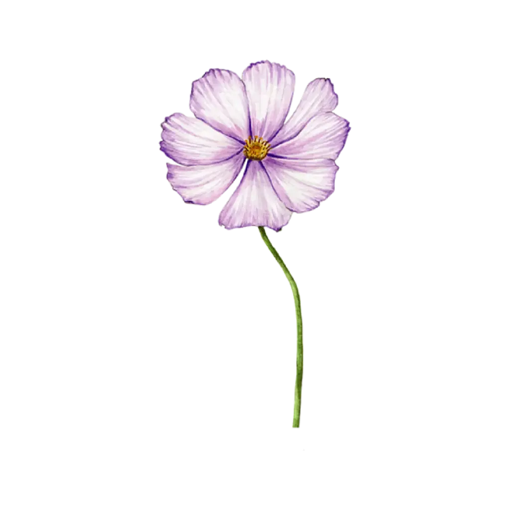 Cosmos : Sticker                  
