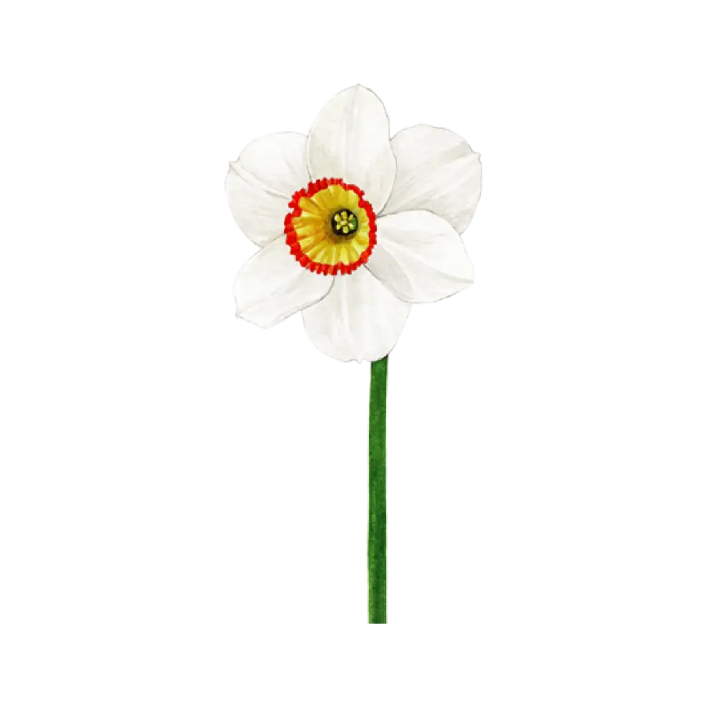Daffodil White : Sticker            