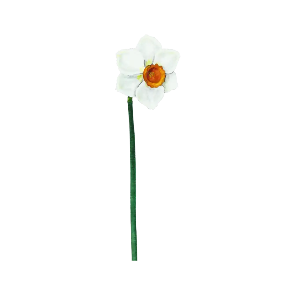 Daffodil White Orange : Sticker             