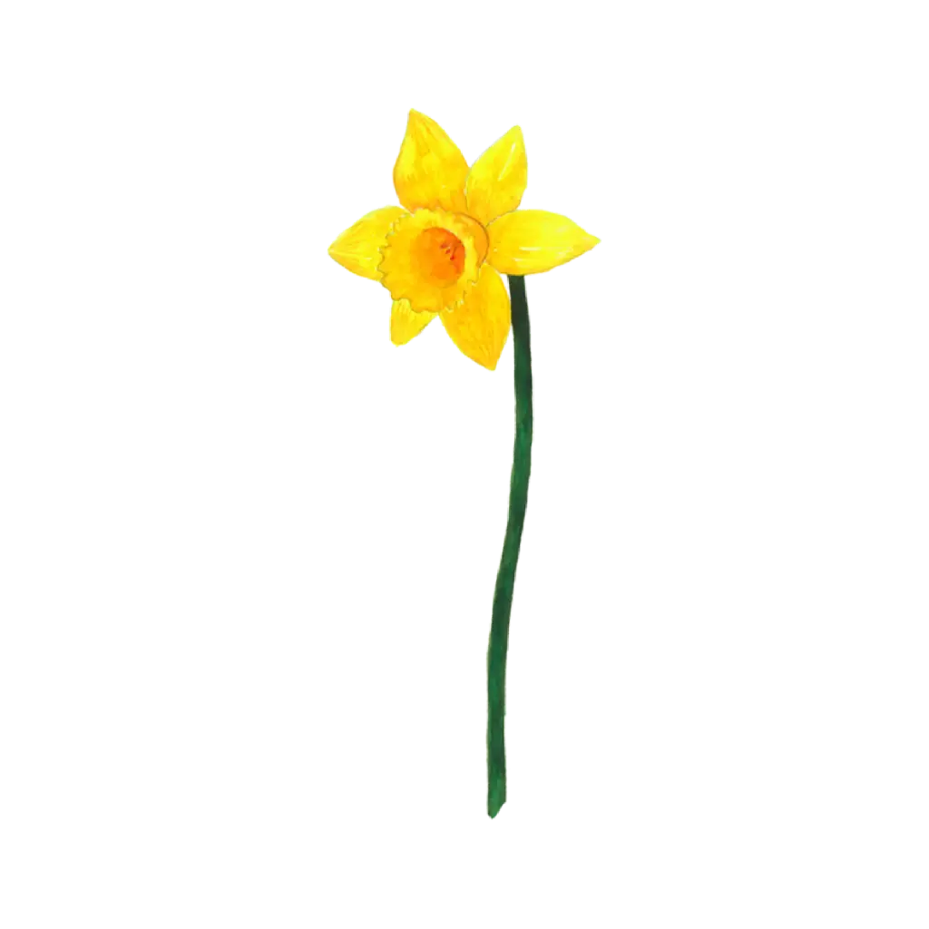 Daffodil Yellow Left : Sticker                