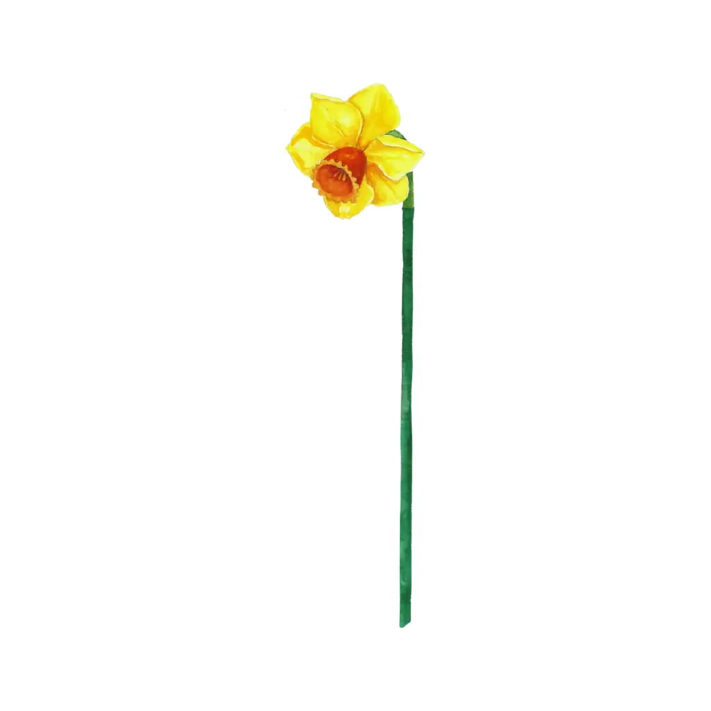 Daffodil Yellow Left Long : Sticker                 