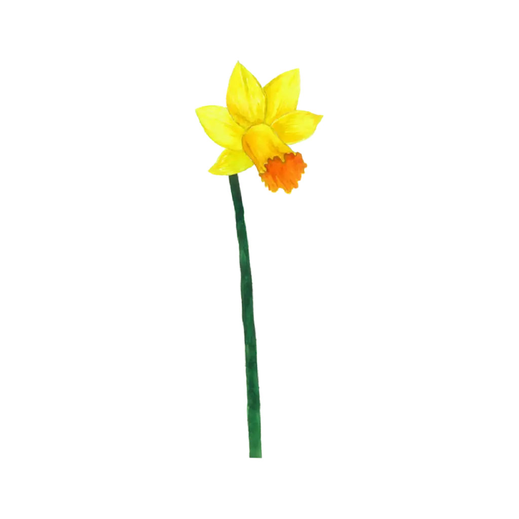 Daffodil Yellow Right : Sticker                  