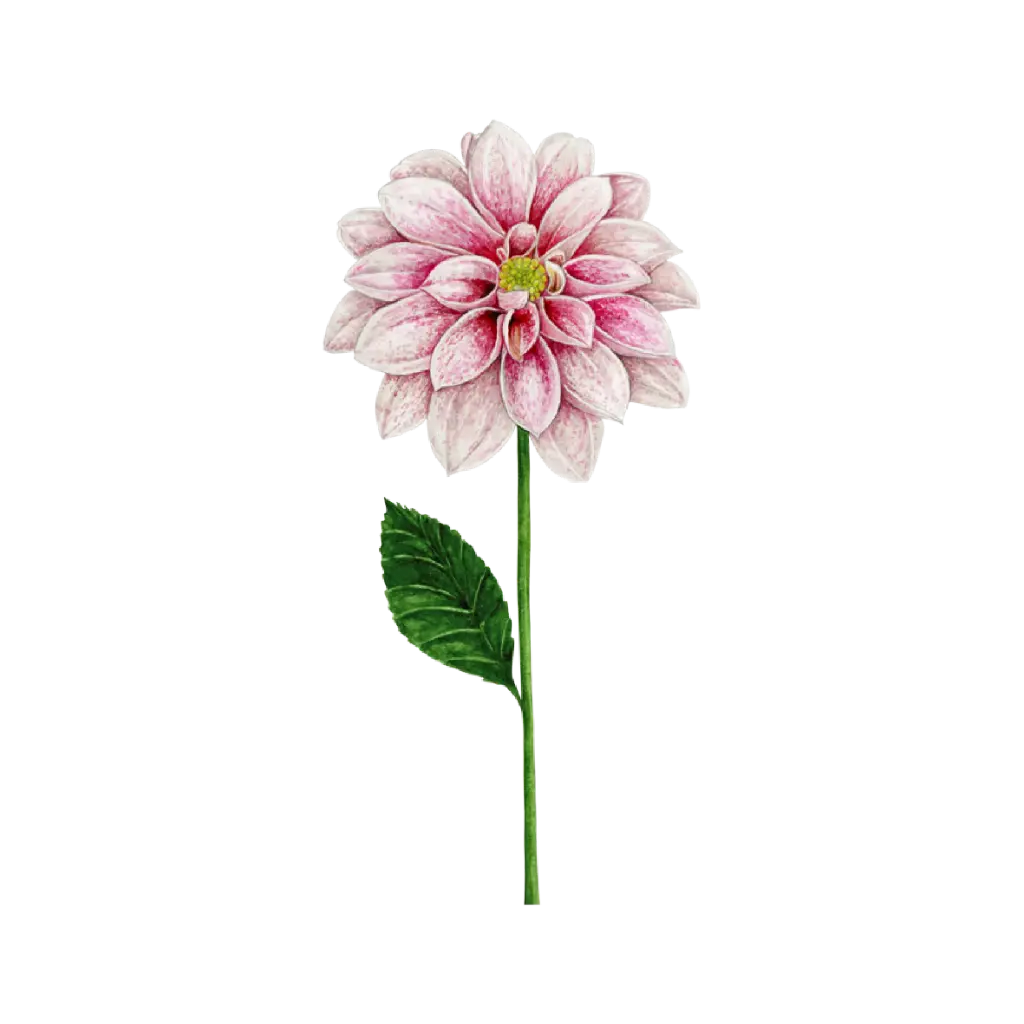 Dahlia : Sticker                 