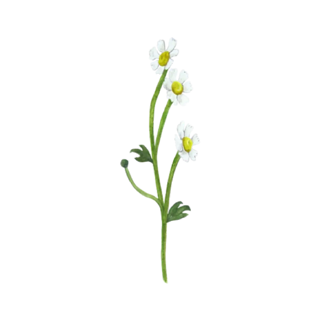  Daisy 3 Flower : Sticker                