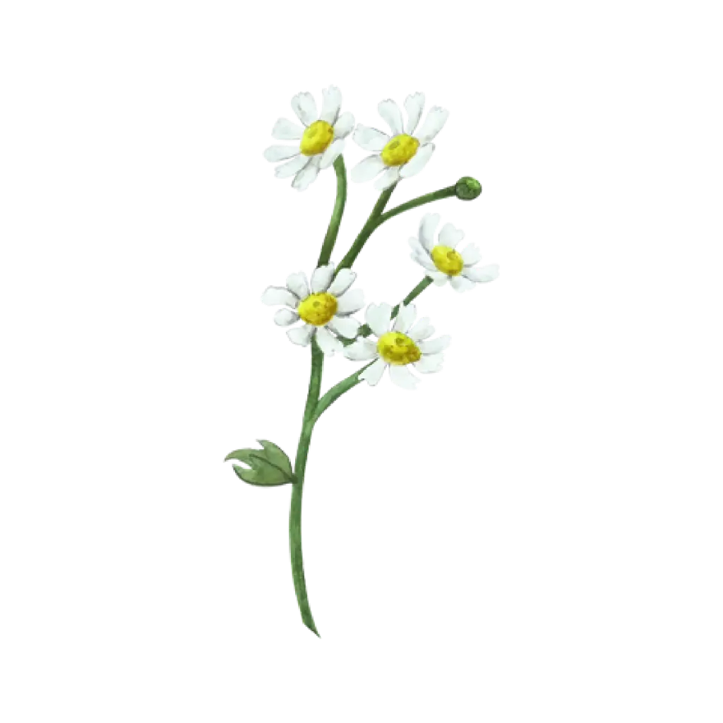 Daisy 5 Flower : Sticker                 