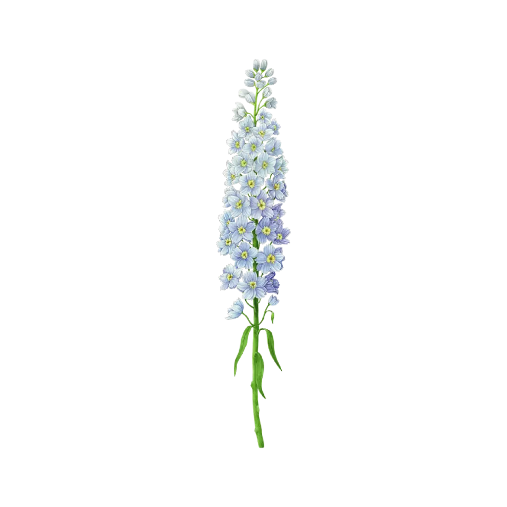 Delphinium Big : Sticker                  
