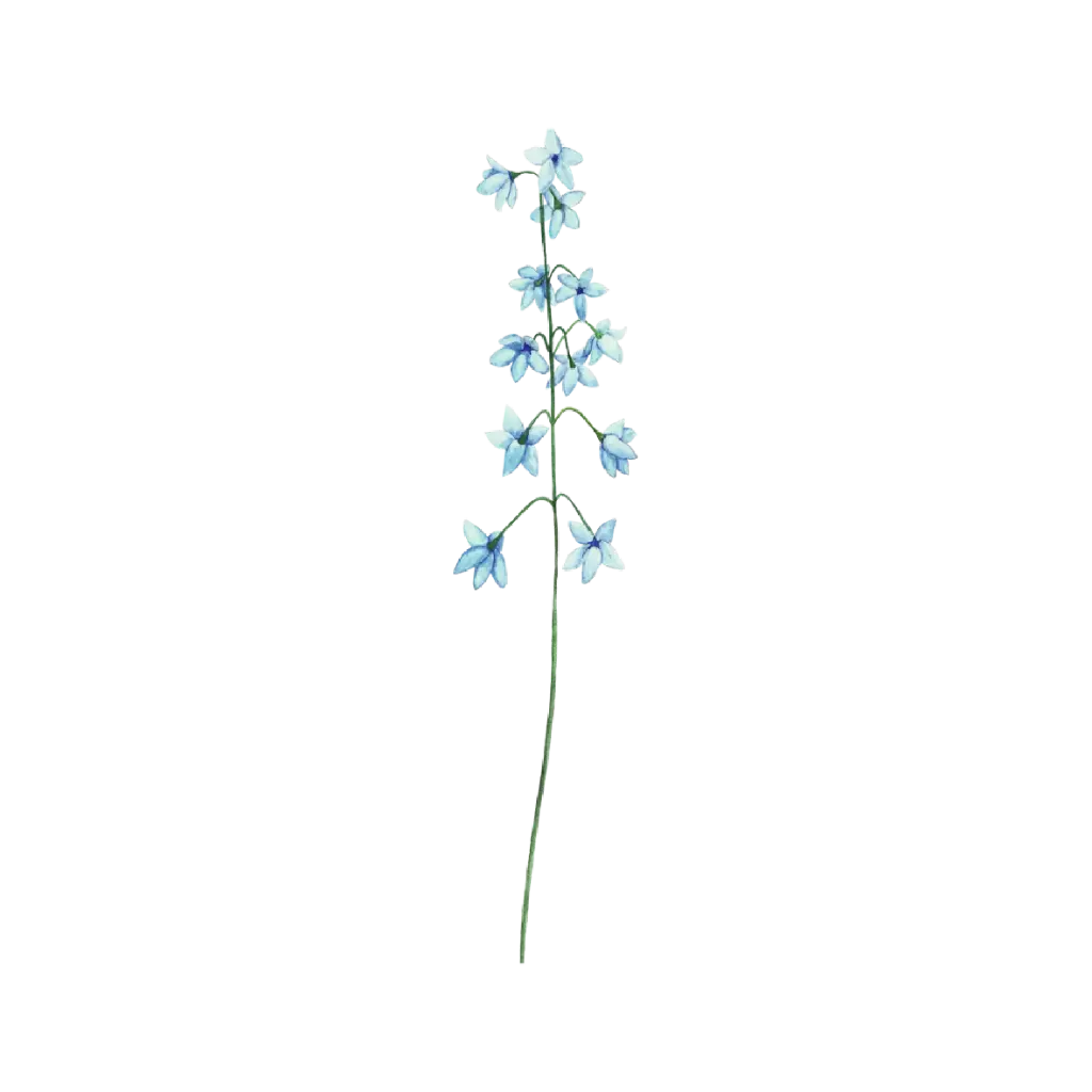 Delphinium Spry : Sticker                  