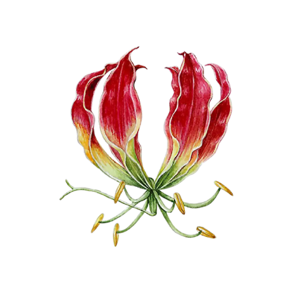 Flame Lilly : Sticker                    