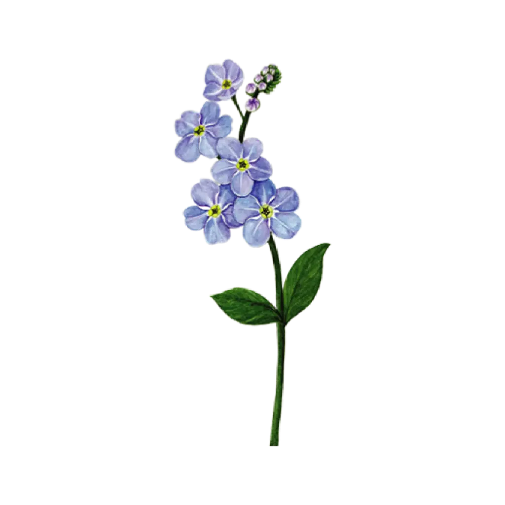 Forget Me Not : Sticker                     