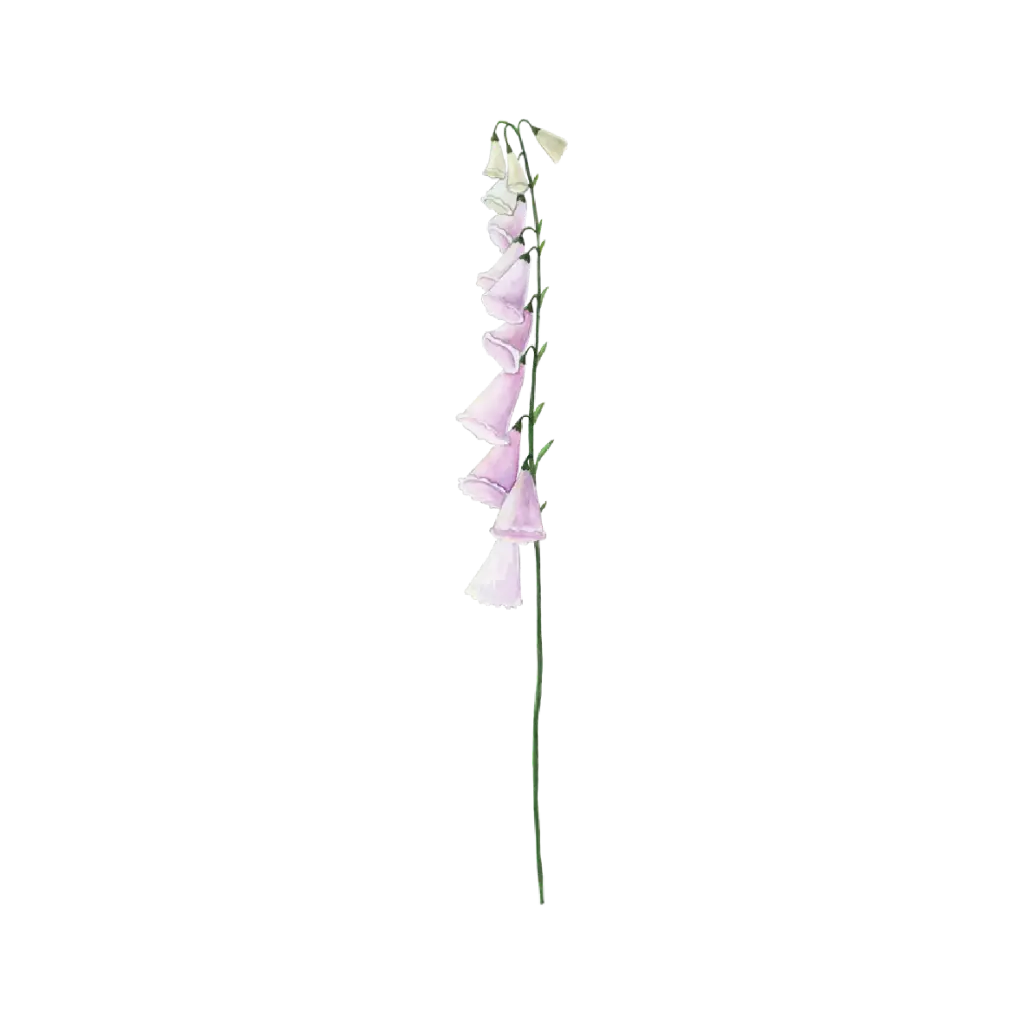 Foxglove : Sticker                      