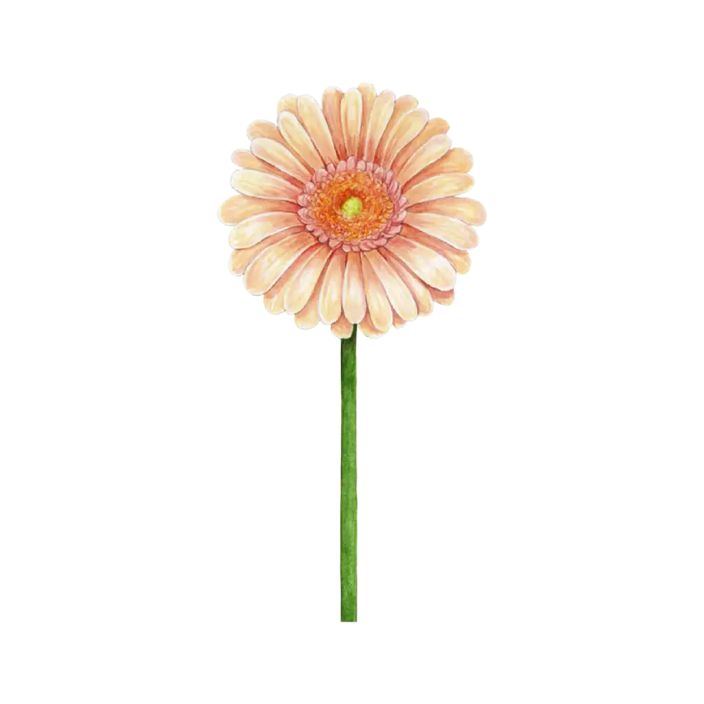 Gerbera Coral : Sticker                       