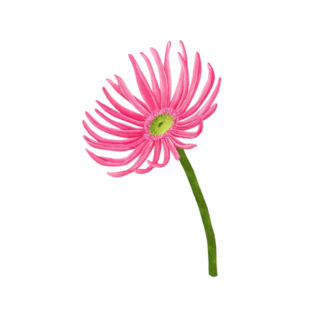 Gerbera Spider : Sticker                        
