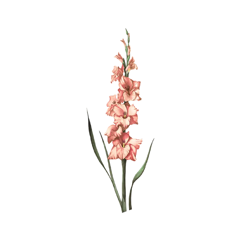  Gladiolus : Sticker                    
