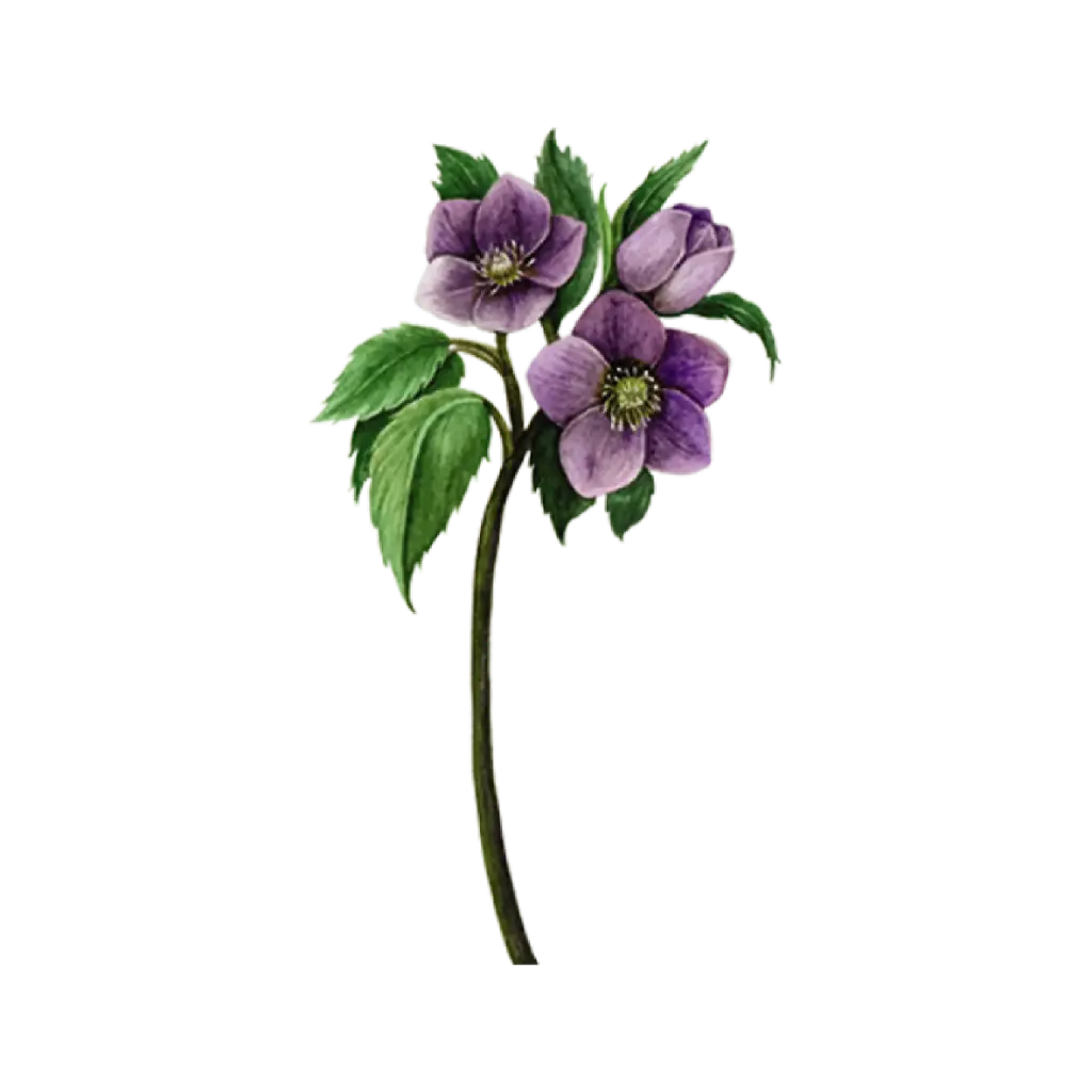 Hellebore Purple : Sticker                     