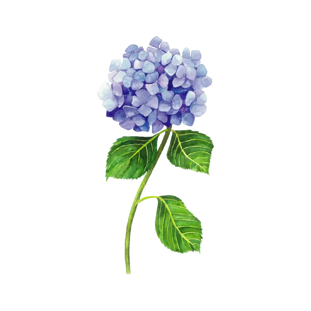 Hydrengea Blue : Sticker                    