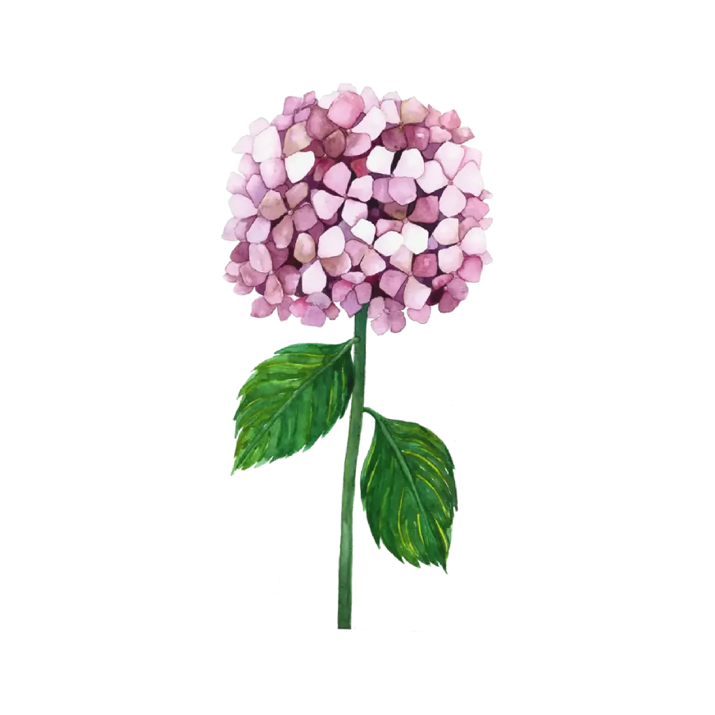  Hydrengea Pink : Sticker                    