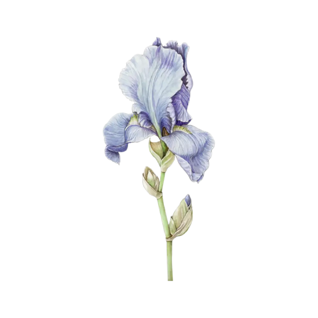  Iris : Sticker                     