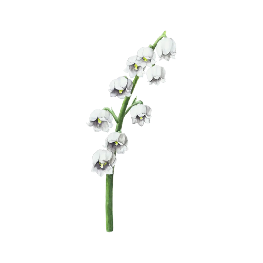 Lily of The Valley : Sticker                      