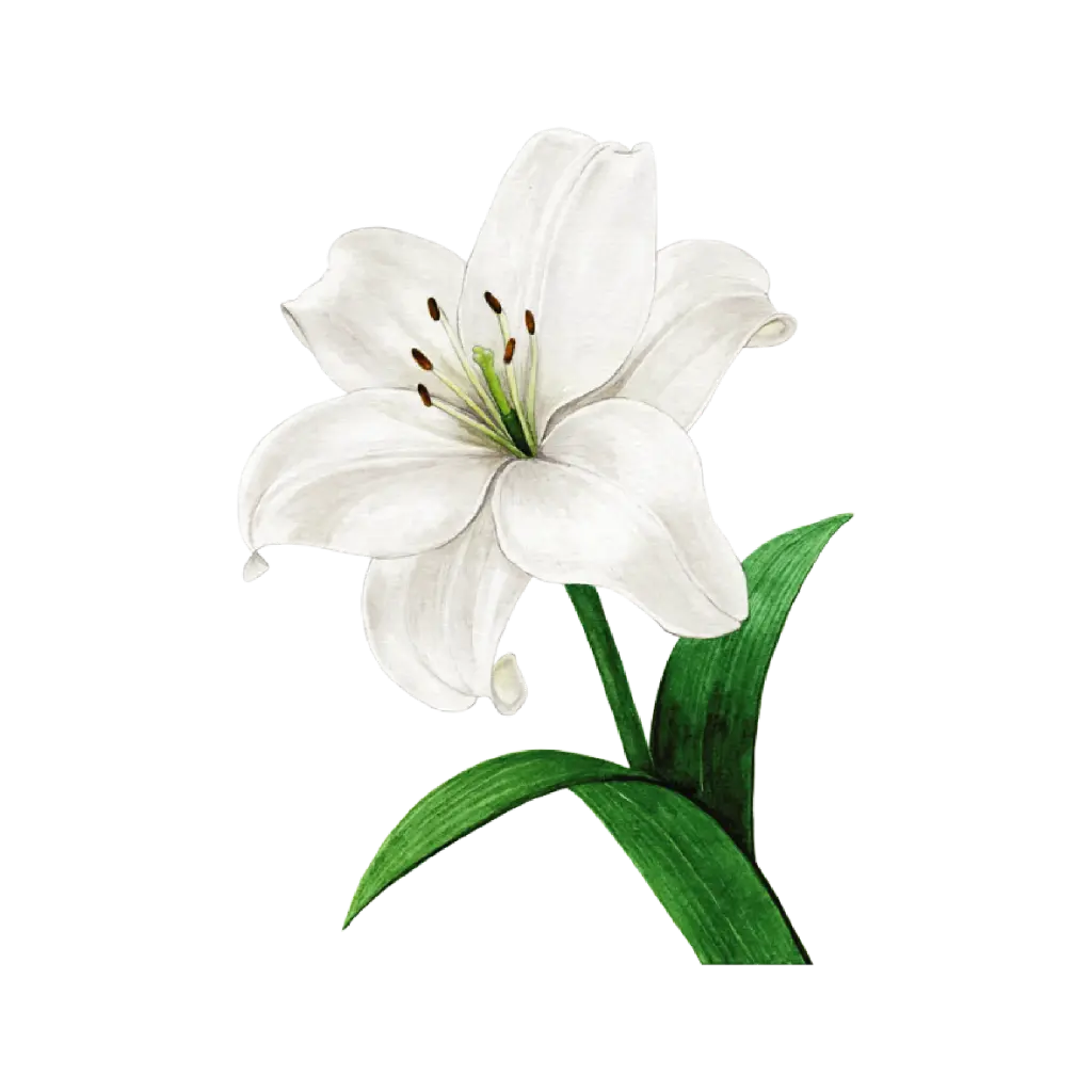 Lily White : Sticker                       