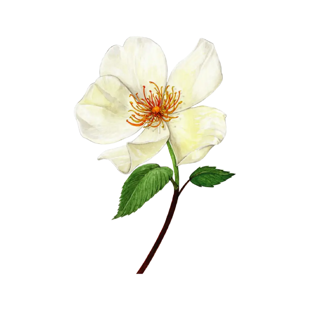 Magnolia : Sticker                       
