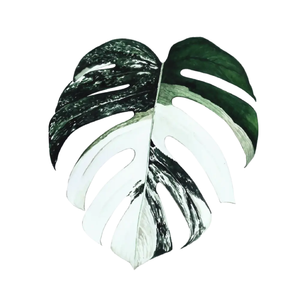Monstera Albo : Sticker                        