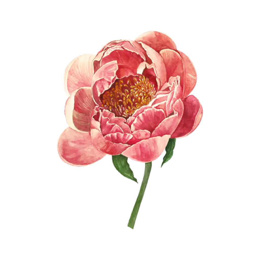 Peony Coral Pink : Sticker                           