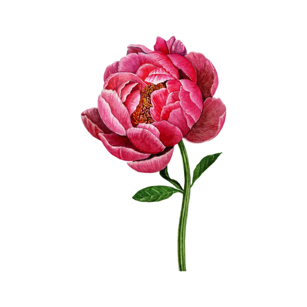 Peony Dark Pink : Sticker                            