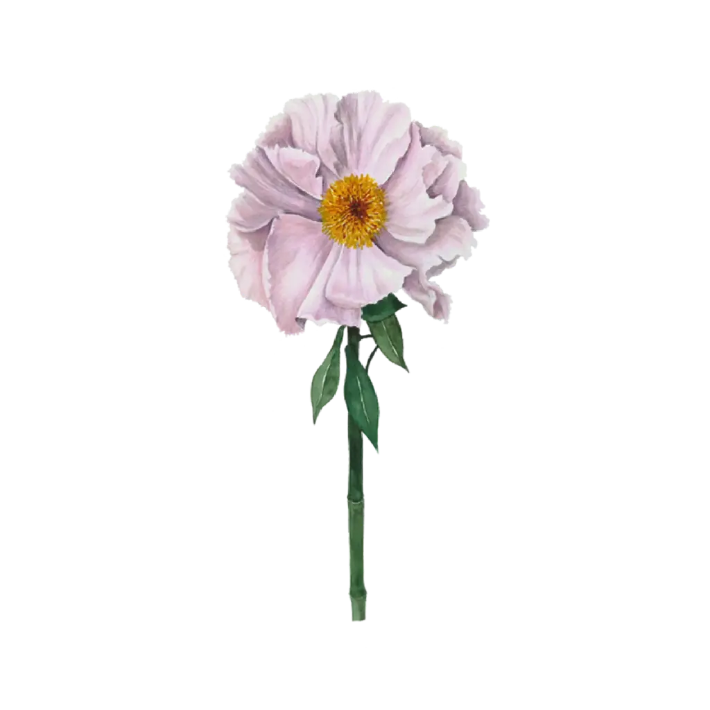 Peony Light Pink Front : Sticker                            