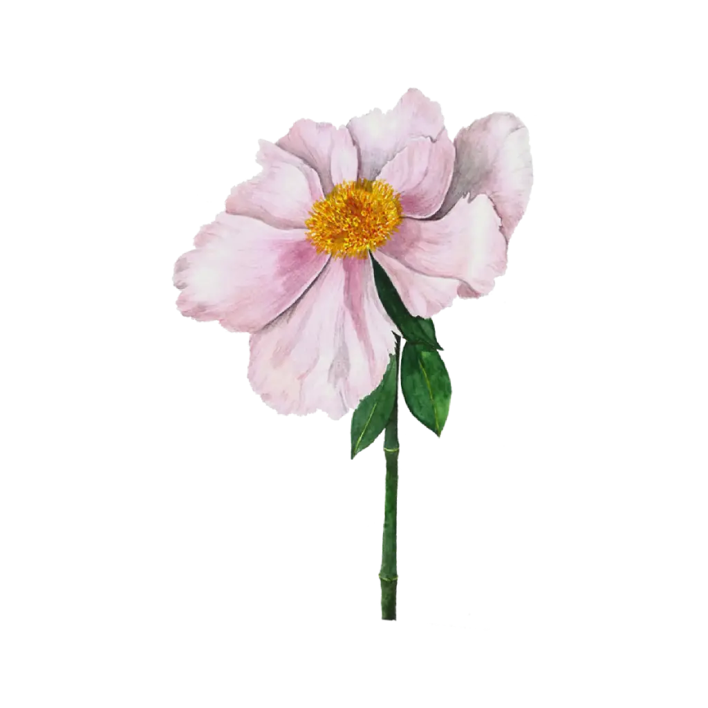 Peony Light Pink Side : Sticker                             