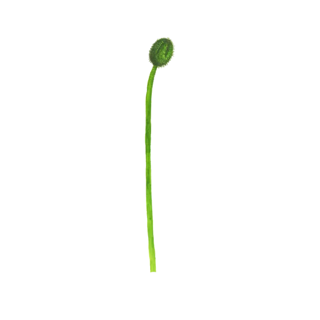 Poppy Bud Tall : Sticker                                