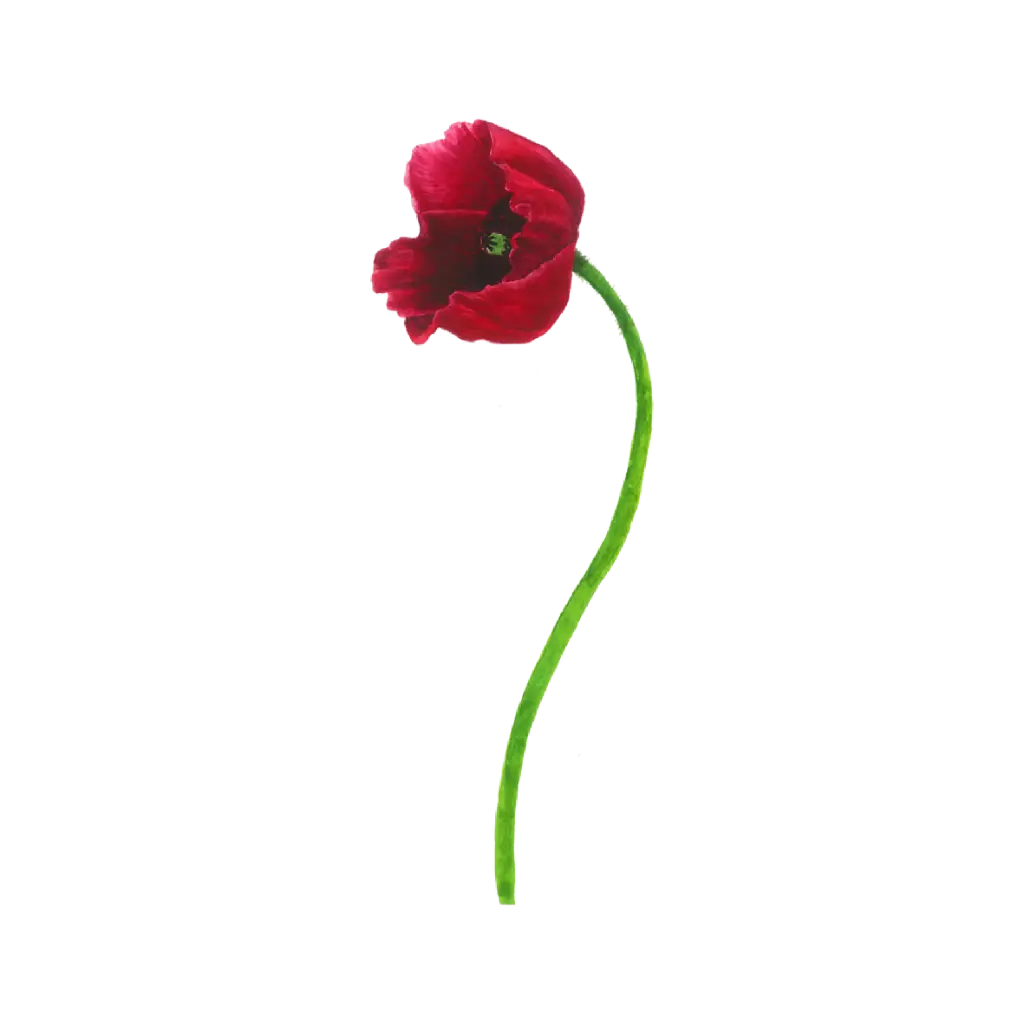 Poppy Red Curve : Sticker                                 