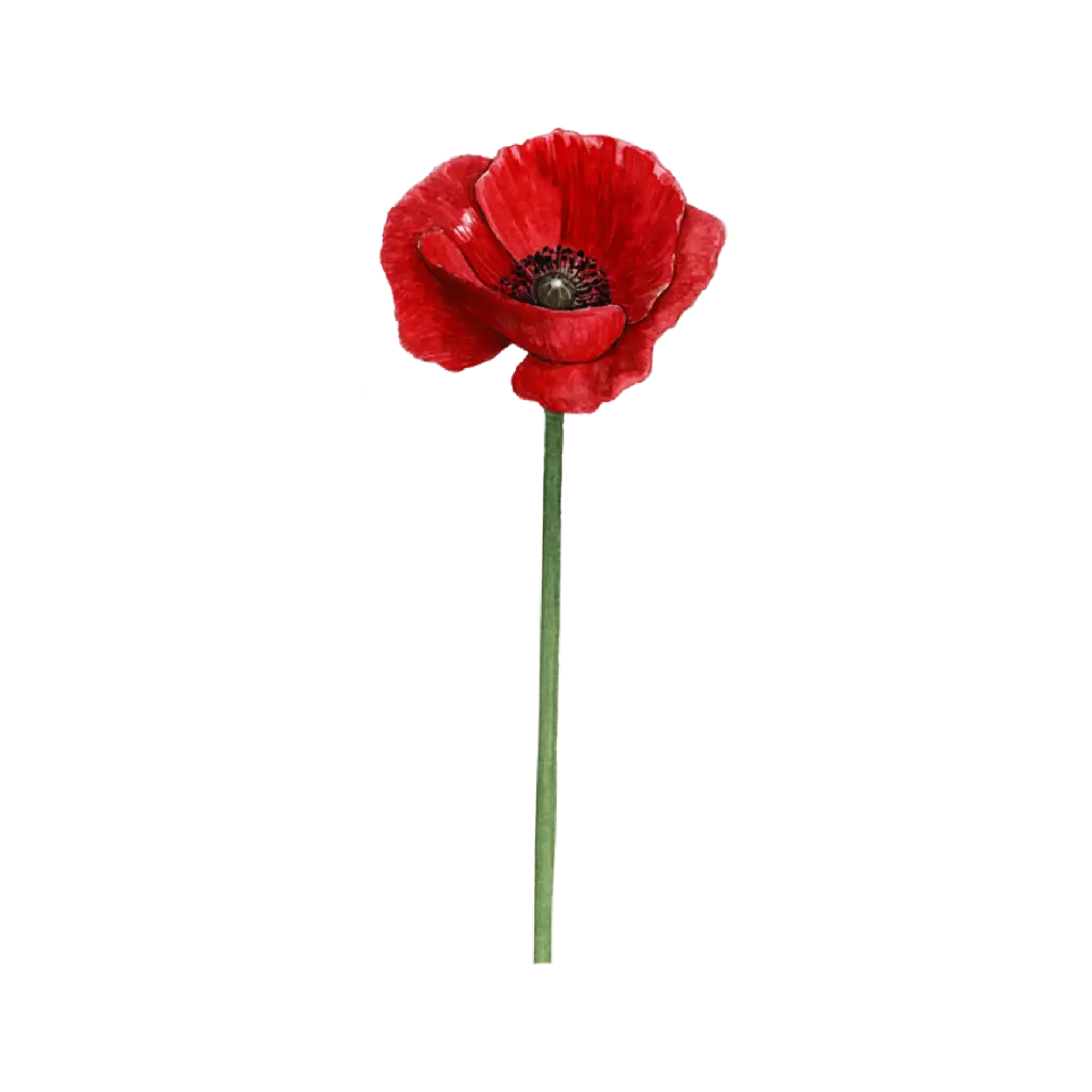 Poppy Red Front : Sticker                                  