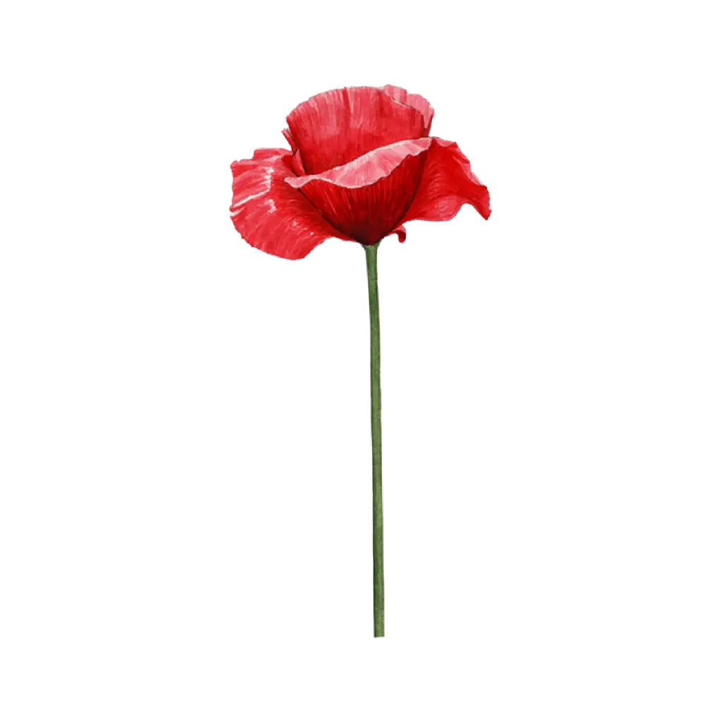 Poppy Red Side : Sticker                                   