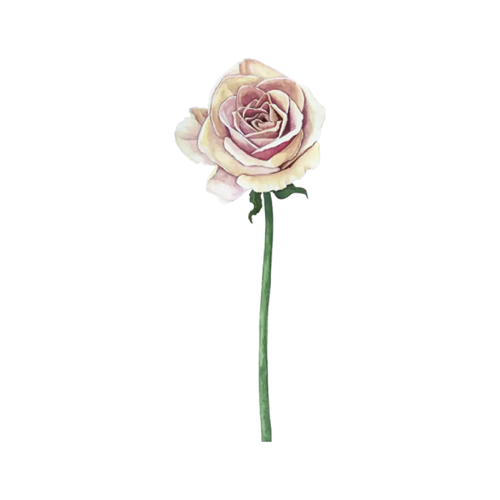 Rose Beige : Sticker                                    