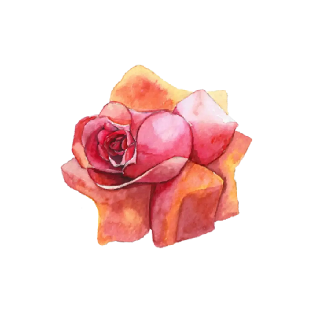 Rose Coral Light : Sticker                                       