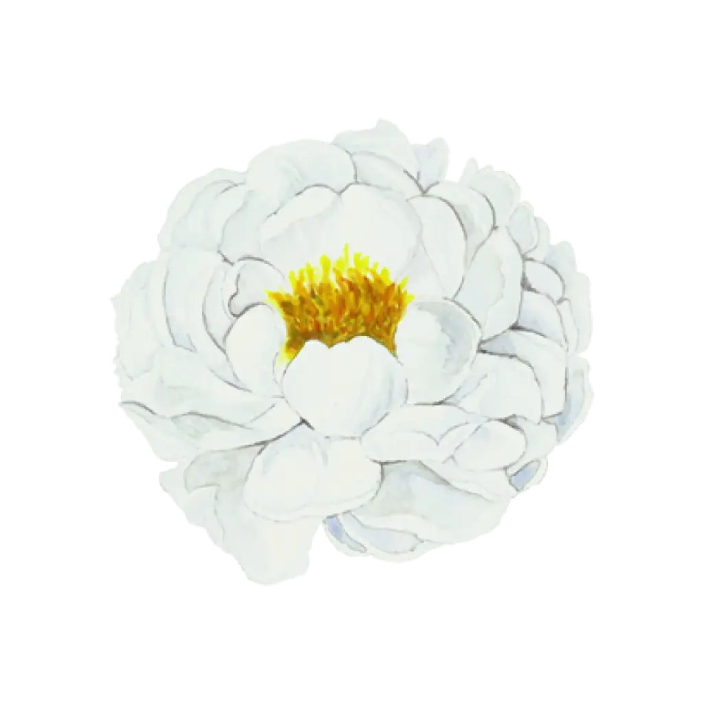 Rose English White : Sticker                                        