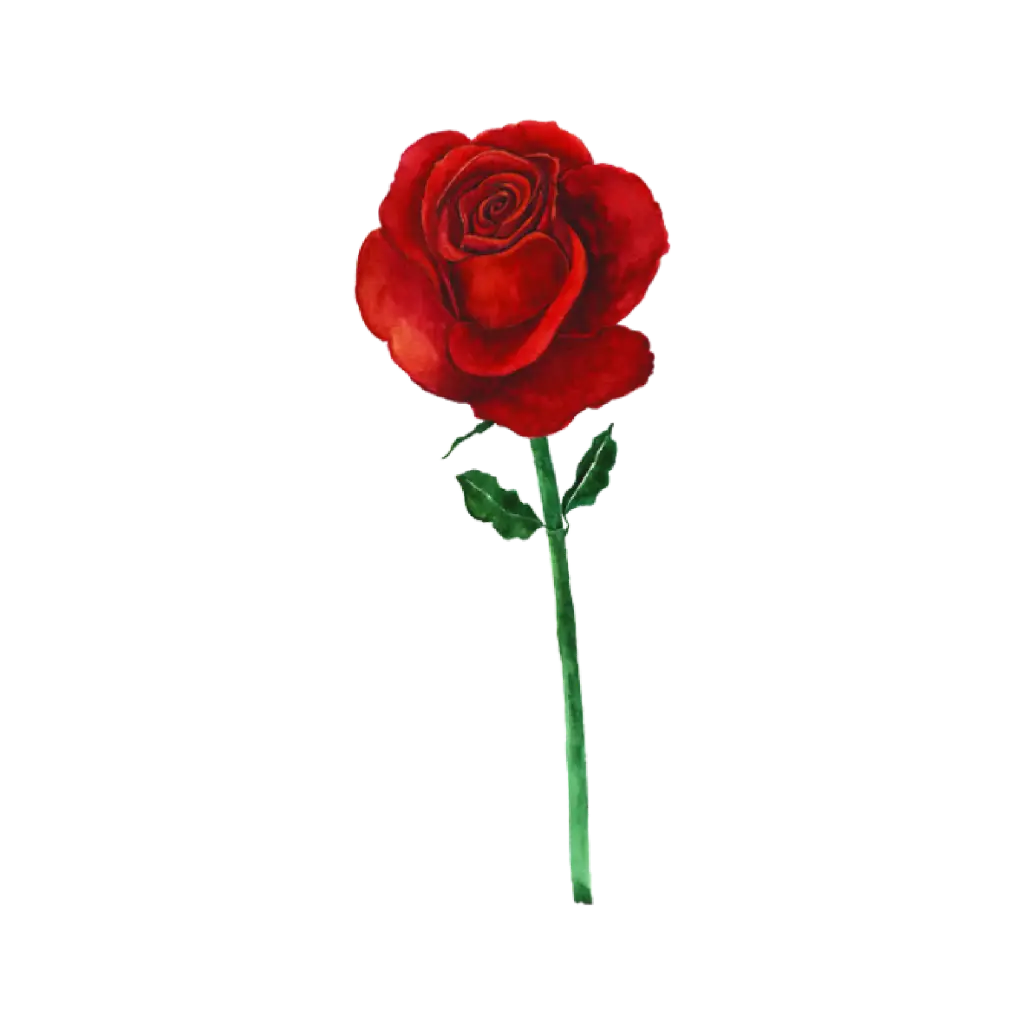 Rose Red Front : Sticker                                         